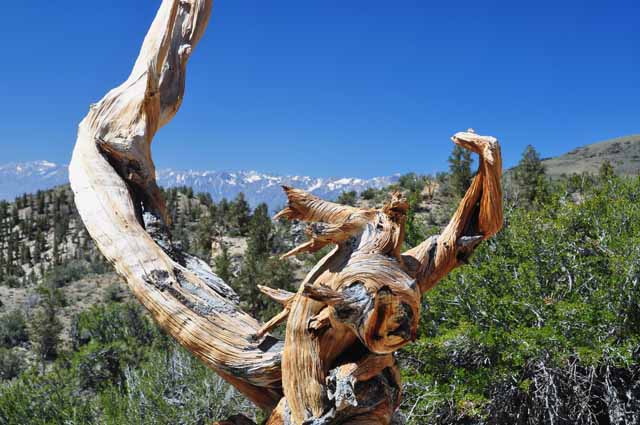 bristlecone